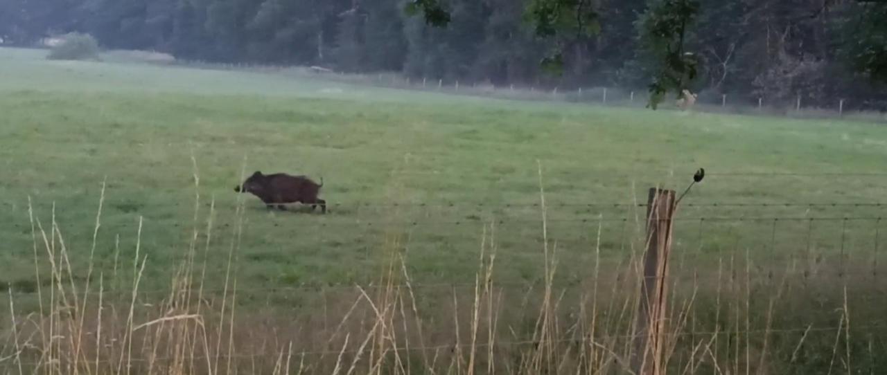 Natuur-Like Glamping In Bosland NeerNeerpelt Eksteriør bilde